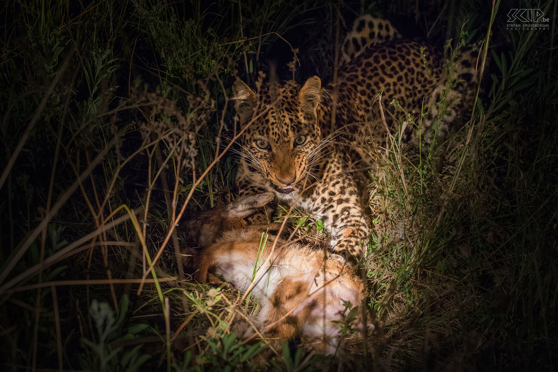 South Luangwa - Luipaard met gedoode puku We konden het luipaard 'Alice' de kleine puku zien oppeuzelen vlak naast onze jeep. Ze is nu 13 jaar oud en enkele van haar hoektanden zijn gebroken of ontbreken. Normaal nemen luipaarden hun prooi meteen mee in een boom, maar vanwege haar leeftijd is ze niet meer in staat om dit te doen.  Stefan Cruysberghs